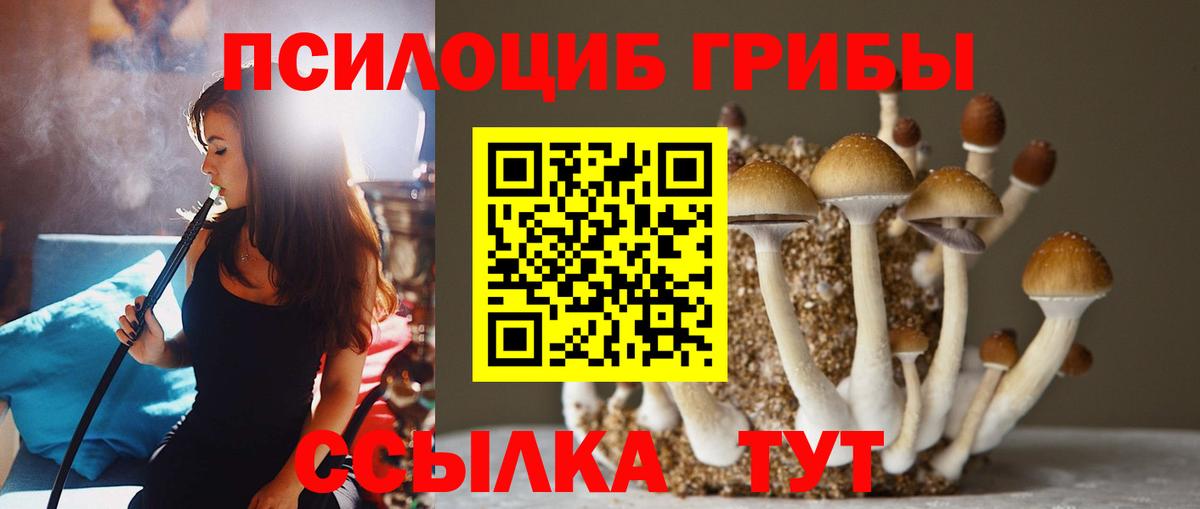 Галлюциногенные грибы Psilocybine cubensis Муром